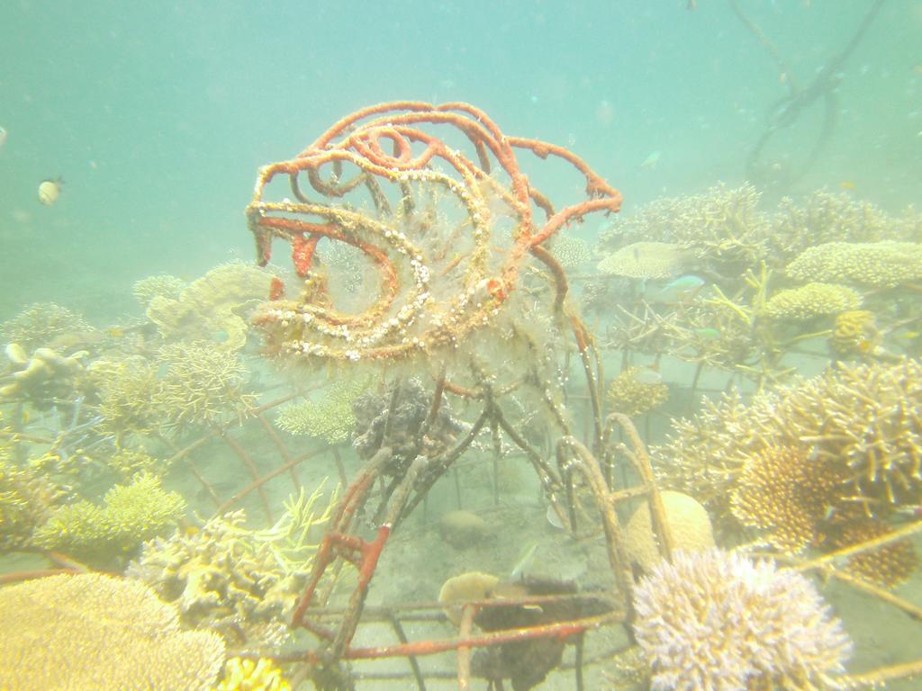 Biorock Homestay & Dive Center Pemuteran Extérieur photo