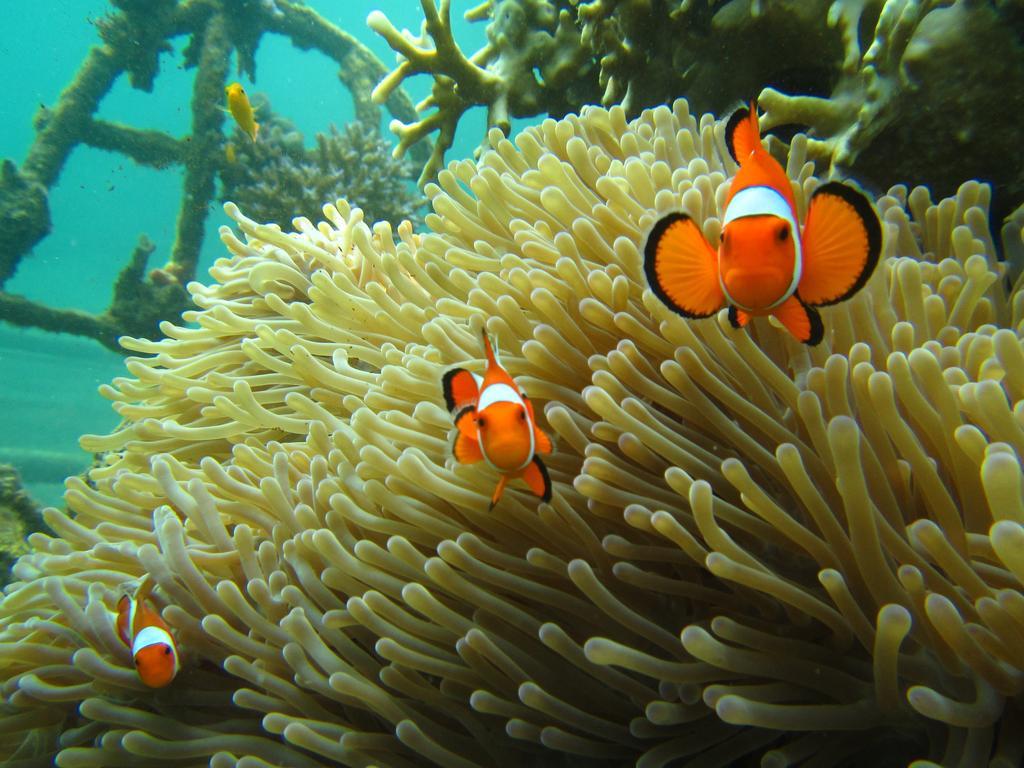 Biorock Homestay & Dive Center Pemuteran Extérieur photo
