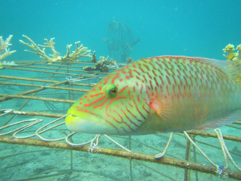 Biorock Homestay & Dive Center Pemuteran Extérieur photo