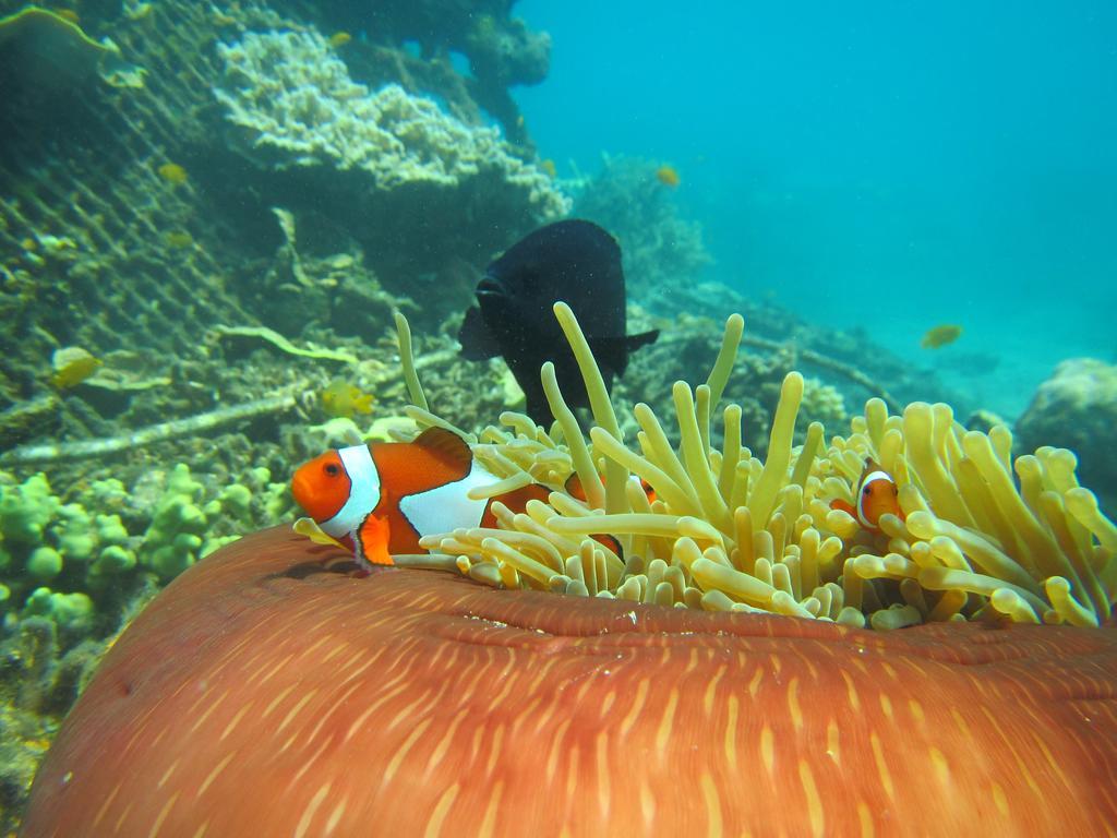 Biorock Homestay & Dive Center Pemuteran Extérieur photo