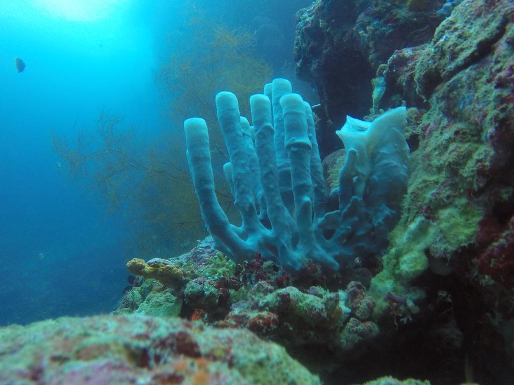 Biorock Homestay & Dive Center Pemuteran Extérieur photo