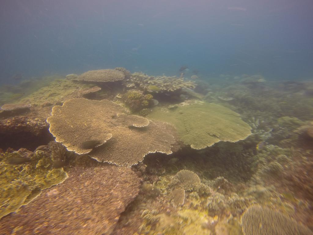 Biorock Homestay & Dive Center Pemuteran Extérieur photo